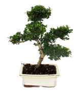 Bonsai Ilex crenata - Japansk järnek, ca 6 år