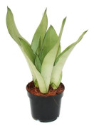 Sansevieria trifasciata "Moonshine" - silvered hemp - pot 12cm - suckulent