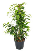 Ficus benjamini "Anastasia" i kruka 17 cm