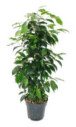 Ficus benjamini "Danielle" i kruka 17 cm