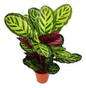 XXL nyansväxt med ovanligt bladmönster - Calathea roseapicta - 19cm kruka - höjd ca. 60-80 cm
