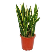 Sansevieria laurentii - hampbåge - kompakt med klara färger 80cm