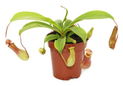 Pichet - Nepenthes - Kruka med 9 cm