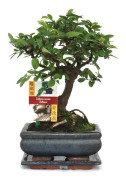 Bonsai kinesisk alm - Ulmus parviflora - ca. 6 år - sfærisk form
