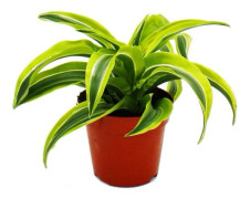 Drachenbaum - Dracaena deremensis fragrans Lemon Lime - 12cm kruka - gul-gröna blad