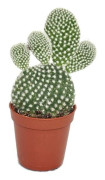 Opuntia microdasys albata - Kaktus med vita taggar - i kruka med 5,5 cm