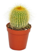 Exotenherz Eriocactus leninghausii - liten krukväxt på 5,5 cm