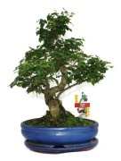 Bonsai Kinesisk Liguster - Ligustrum sinensis - ca. 10 år