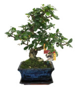 Bonsai Fukientee - Carmona microphylla - ca. 6 år