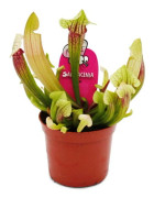 Rörväxt - Sarracenia "Eva" - Köttätande växt - kruka 9 cm