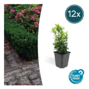Markbeläggning - Krypande buxbom - Euonymus japonicus 'Green Spire' - 9 cm kruka - Set om 12 växter