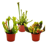 Trio av tubulära växter - 3 olika Sarracenia växter i ett set - köttätande växter - 9 cm kruka