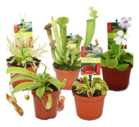 Carnivorous Plants Starter Kit - 5 plantor