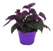 Gynura Purple Passion - sammetblad - sammetssyra - lila växt - 8cm