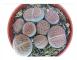 Exotenherz - Lithops - Levande sten - i kruka 5,5 cm