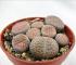 Exotenherz - Lithops - Levande sten - i kruka 5,5 cm