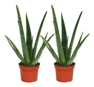 Pack om 2 - Aloe vera - ca. 2 år - 10,5 cm kruka