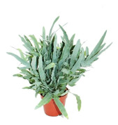 Guldprickig ormbunke "Blue Star", Phlebodium aureum, 17cm