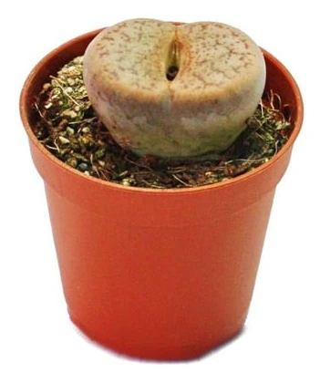 Exotenherz - Lithops - Levande sten - i kruka 5,5 cm