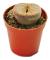 Exotenherz - Lithops - Levande sten - i kruka 5,5 cm