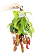 Köttätande växt - Nepenthes alata Kruka 14 cm för trafikljus