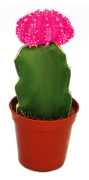 Gymnocalycium mihanovichii - jordgubbs kaktus - rosa - kruka på 5,5 cm