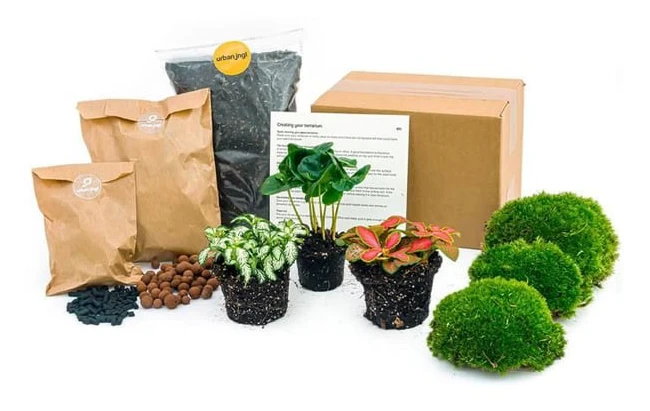 Green Your Bottle komplett set för din flaschengård utan glas 3 växter (kaffeväxt + 2x Fittonia)