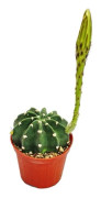 Echinopsis subdenundata - liten krukväxt på 5,5 cm