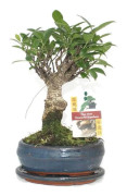 Kinesisk fikonbonsai - Ficus retusa - ca. 6 år gammal - sfärisk form