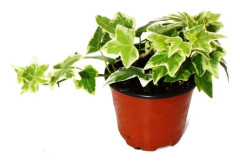 Hedera helix - Brectan, vit mönstrad bladverk, kruka 9 cm