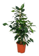 Exotenherz Bananfikus Ficus Danielle mörkgröna blad 1 planta lättskött luftrenande - 12 cm kruka