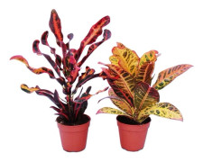 Pack med 2 olika Codiaeum, mirakelbuske, 12cm