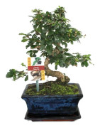 Bonsaï Fukientee - Carmona microphylla - cirka 8 år