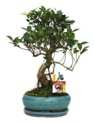 Ficus retusa Bonsai - Kinesisk fikentræ - ca. 8 år
