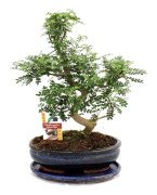 Bonsai Szechuan-peppar - Zanthoxylum piperitum - ca. 12-15 år