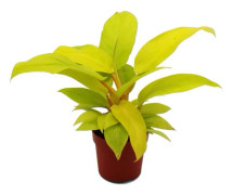 Philodendron Lemon Lime - knallgul trädvän - 12cm kruka