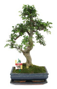 Bonsai Kinesisk Elm - Ulmus parviflora - ca. 12-15 år