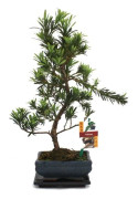 Bonsai Stenek - Podocarpus macrophyllus - ca. 6 år