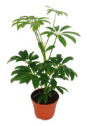 Aria av strålning - Schefflera - kruka på 9cm - inomhusväxt - höjd ca. 25cm