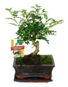 Bonsai Sichuanpeppar - Zanthoxylum piperitum - ca. 6 år - Kugelform