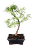 Utomhus-Bonsai Pseudolarix amabilis - Guldlarix eller Scheinlarix 20cm