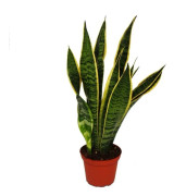 Sansevieria trifasciata - hampabåge kruka 12cm
