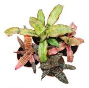 Set med 4 bromeliadländer - Cryptanthus - färgglada bladverk - Perfekt för terrarier