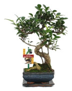 Bonsai Kinesisk Fikus - Ficus retusa - ca. 6 år