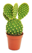 Opuntia microdasys - kaktus med gula öron - i kruka 5,5 cm