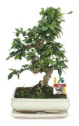 Bonsai Fukientee - Carmona microphylla - ca. 10 år