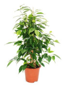 Exotenherz Birkenfikus Ficus Anastasia ljusgröna blad 1 växt lättskött luftrenande - 12 cm kruka