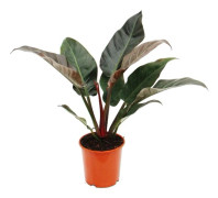 Philodendron Imperial Red 19 cm kruka