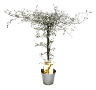 Corokia cotoneaster - Zick-Zack-buske - Snörträd