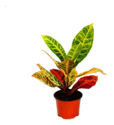 Exotenherz - underbar buske - Codiaeum "Petra" - 1 planta - lättskött - luftrenare - 12 cm kruka